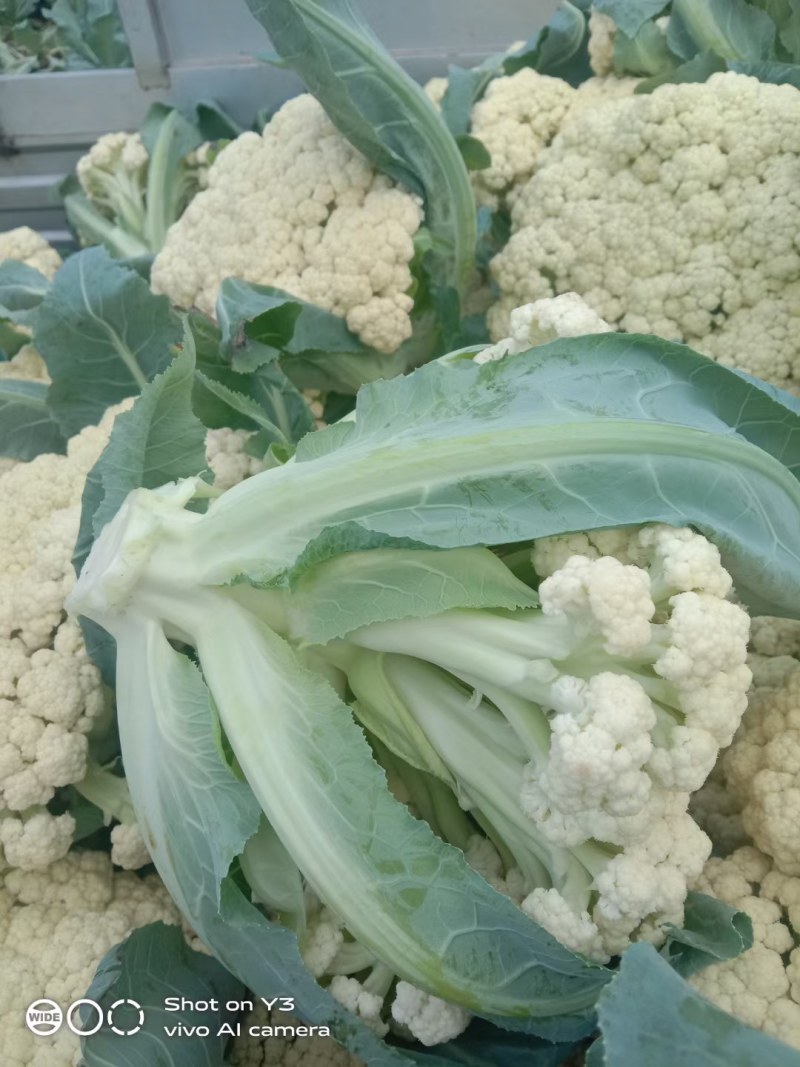 【松花菜】砀山精品花菜大量有货保质保量要的联系