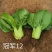 【高品质】矮脚耐寒青梗菜种子越冬耐抽苔耐低温高产