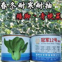 【高品质】矮脚耐寒青梗菜种子越冬耐抽苔耐低温高产