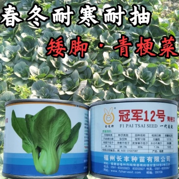 【高品质】矮脚耐寒青梗菜种子越冬耐抽苔耐低温高产