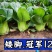 【高品质】矮脚耐寒青梗菜种子越冬耐抽苔耐低温高产