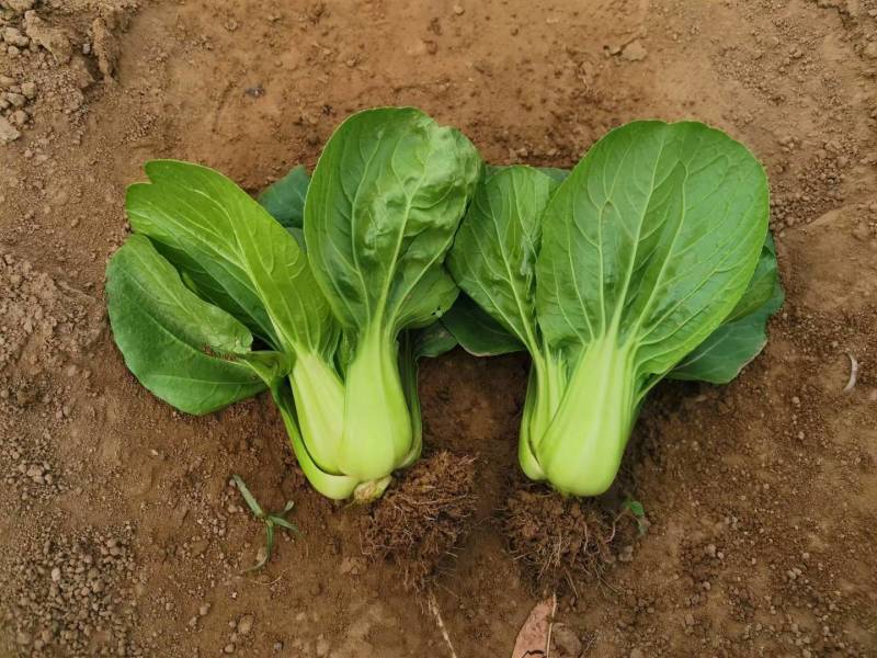 【高品质】矮脚耐寒青梗菜种子越冬耐抽苔耐低温高产