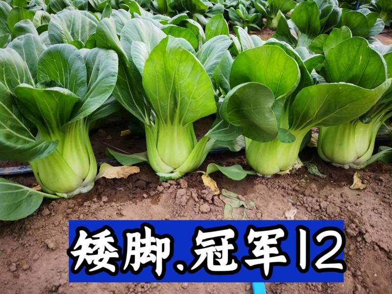 【高品质】耐寒矮脚青菜种子耐低温耐抽苔高产耐寒