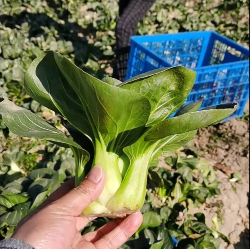【高品质】耐寒矮脚青菜种子耐低温耐抽苔高产耐寒