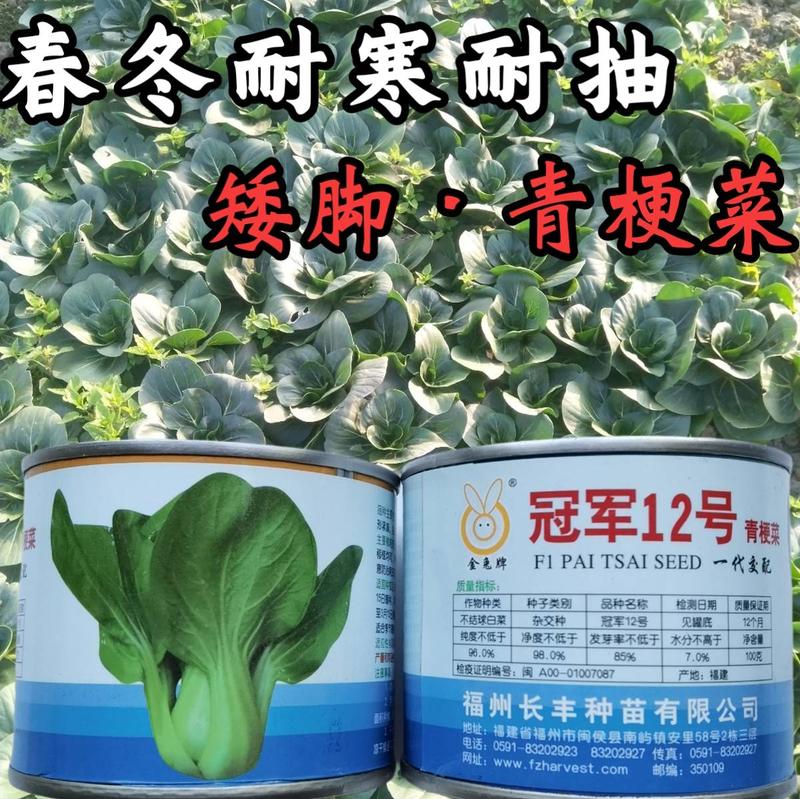 【高品质】耐寒矮脚青菜种子耐低温耐抽苔高产耐寒