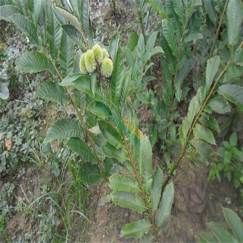 正宗大红袍板栗苗（基地直发）包品种，死苗免费补发