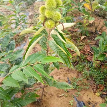 正宗大红袍板栗苗（基地直发）包品种，死苗免费补发