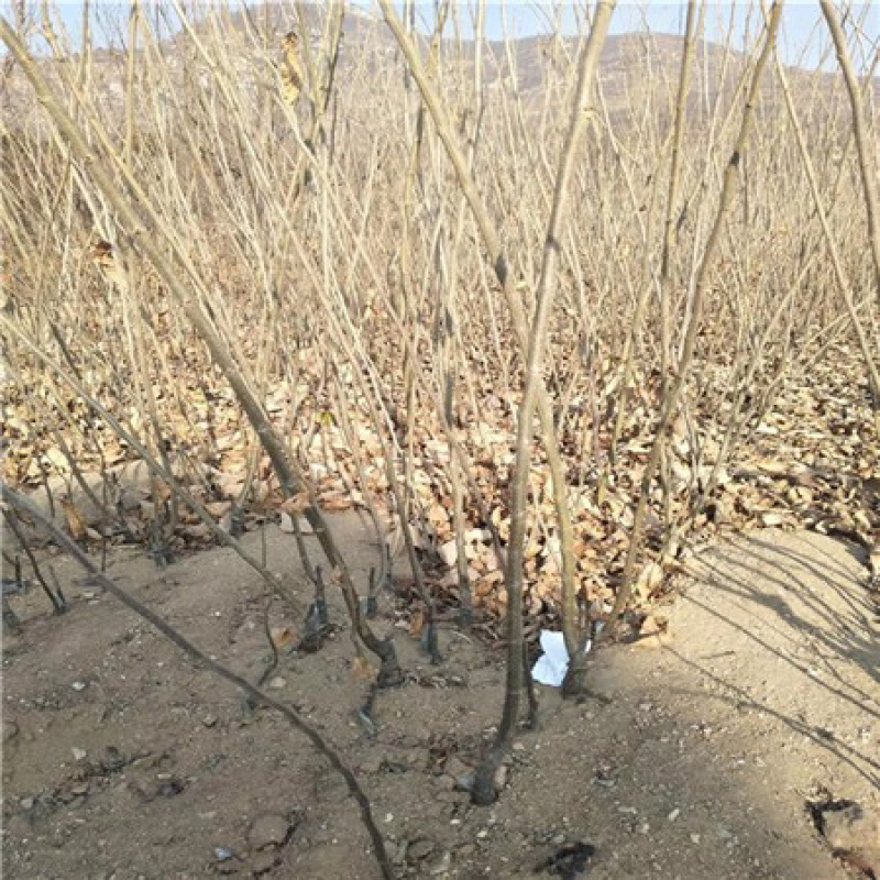 正宗大红袍板栗苗（基地直发）包品种，死苗免费补发