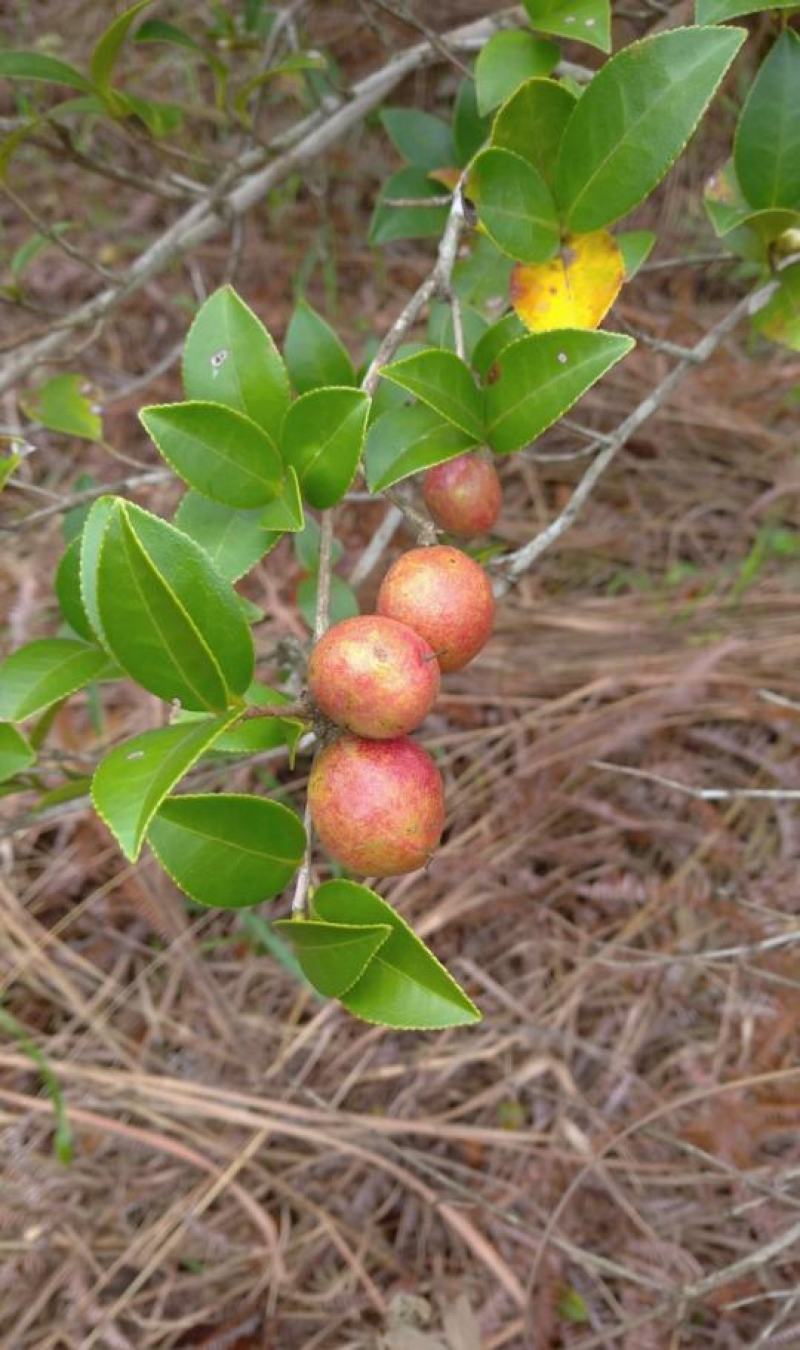 广东本土高山新鲜山茶油