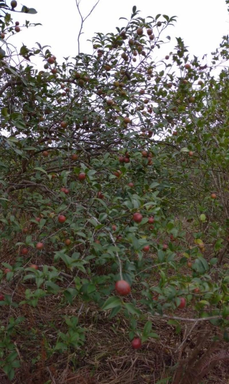 广东本土高山新鲜山茶油