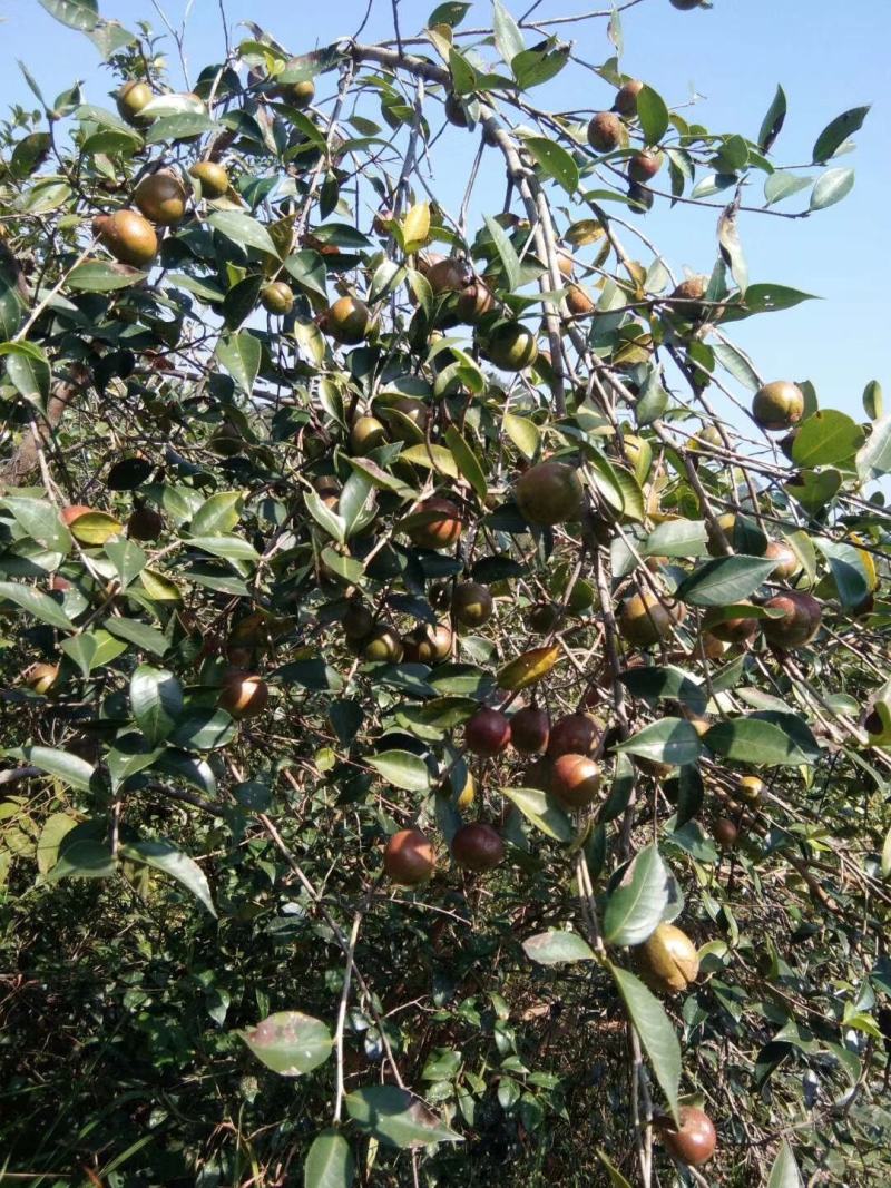 广东本土高山新鲜山茶油