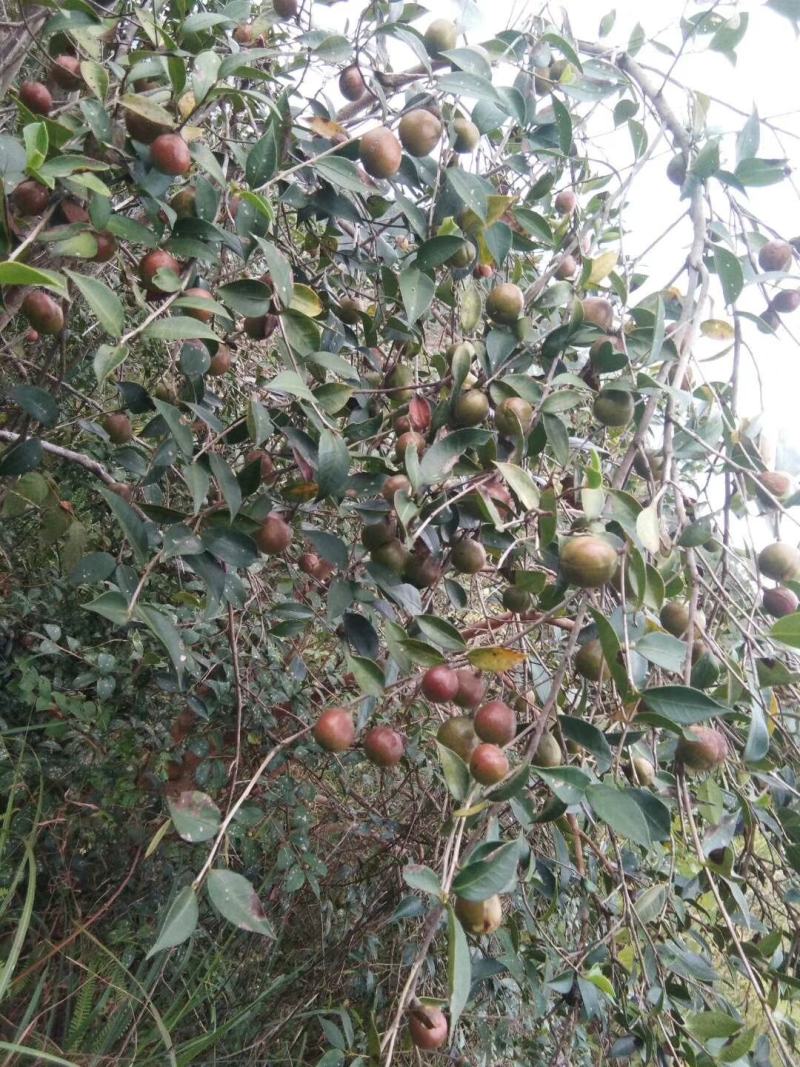 广东本土高山新鲜山茶油