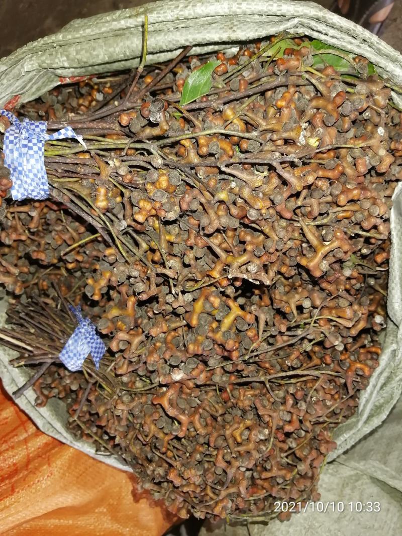 广东本地拐枣新鲜(万寿果)包邮