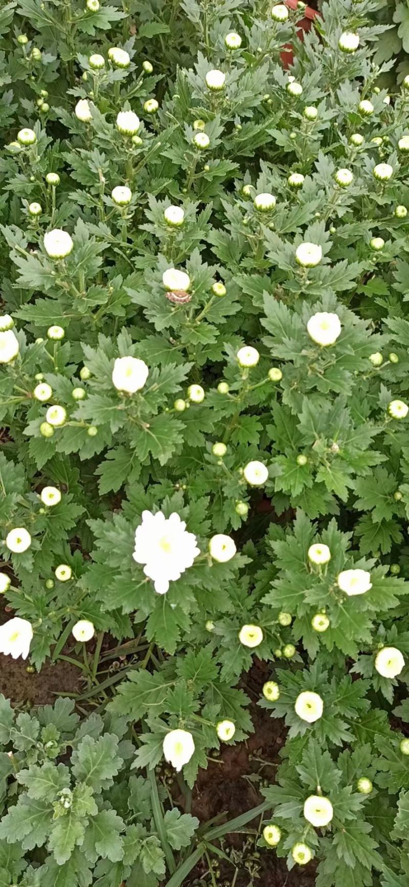 白荷菊花红莲千头菊乒乓菊国庆菊黄菊花等等观赏菊花卉盆景