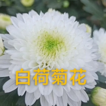 白荷菊花红莲千头菊乒乓菊国庆菊黄菊花等等观赏菊花卉盆景