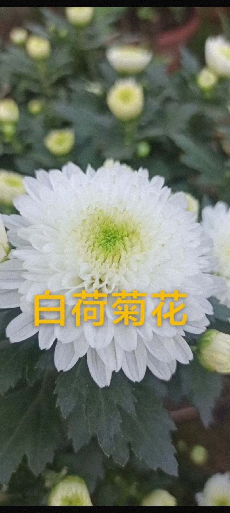 白荷菊花红莲千头菊乒乓菊国庆菊黄菊花等等观赏菊花卉盆景