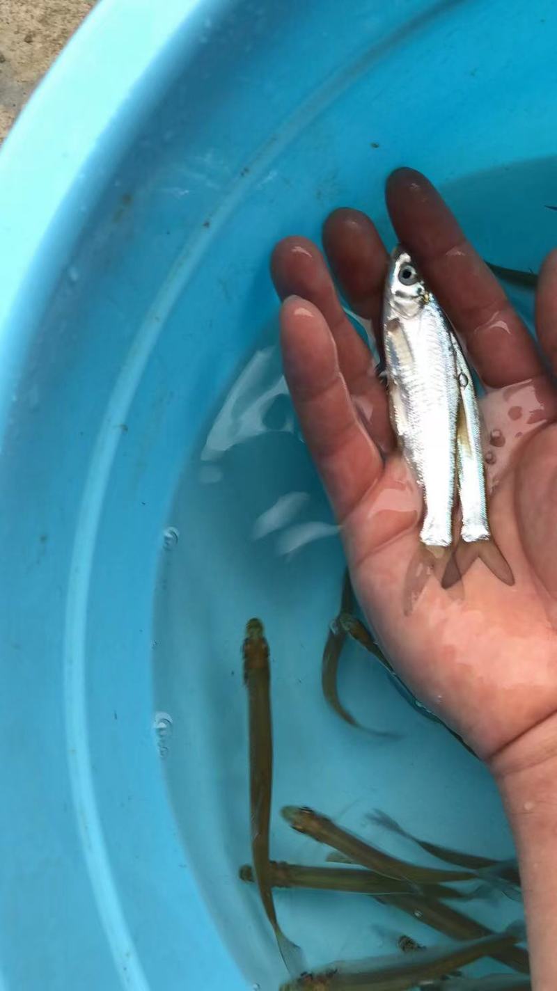 翘嘴白鱼苗淡水白鱼、水产/翘嘴鲌鱼(壳)保证质量