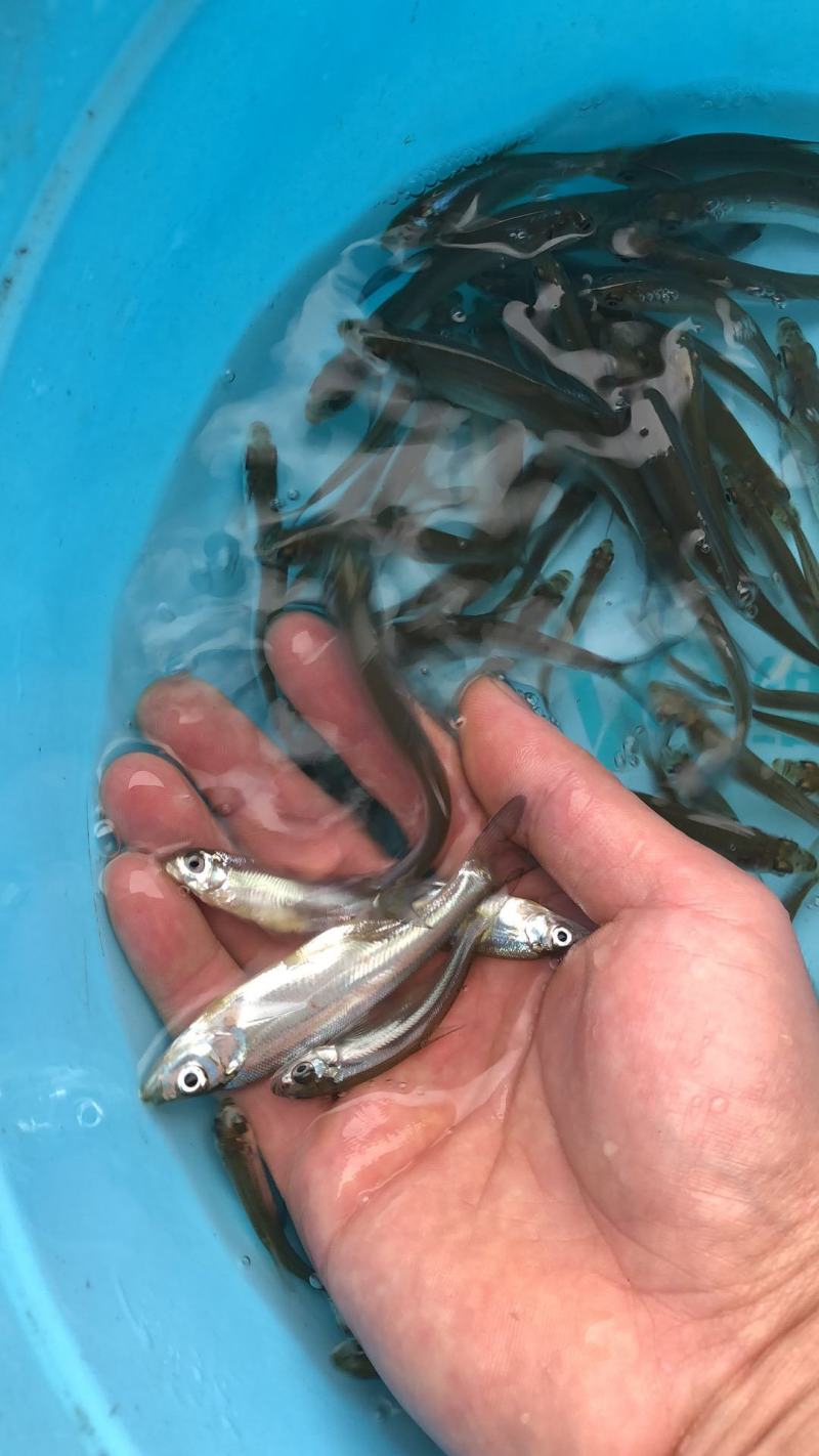 翘嘴白鱼苗淡水白鱼、水产/翘嘴鲌鱼(壳)保证质量
