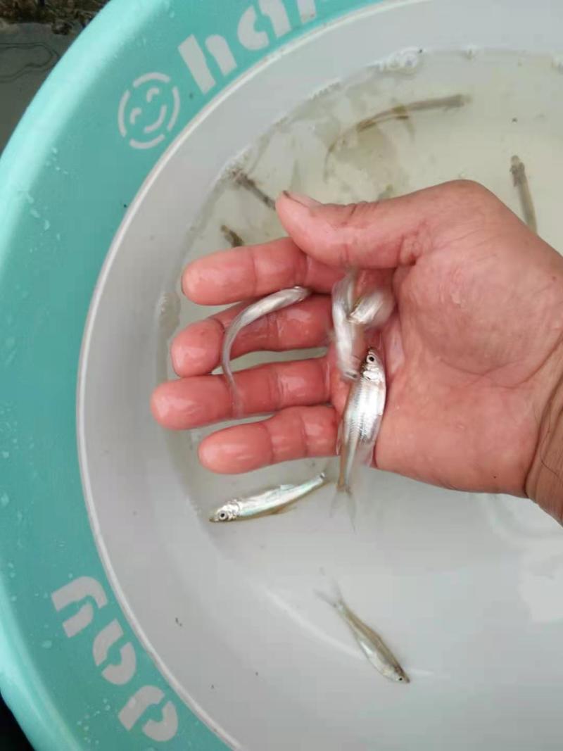 翘嘴白鱼苗淡水白鱼、水产/翘嘴鲌鱼(壳)保证质量
