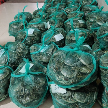 清水大闸蟹质量好成活率高