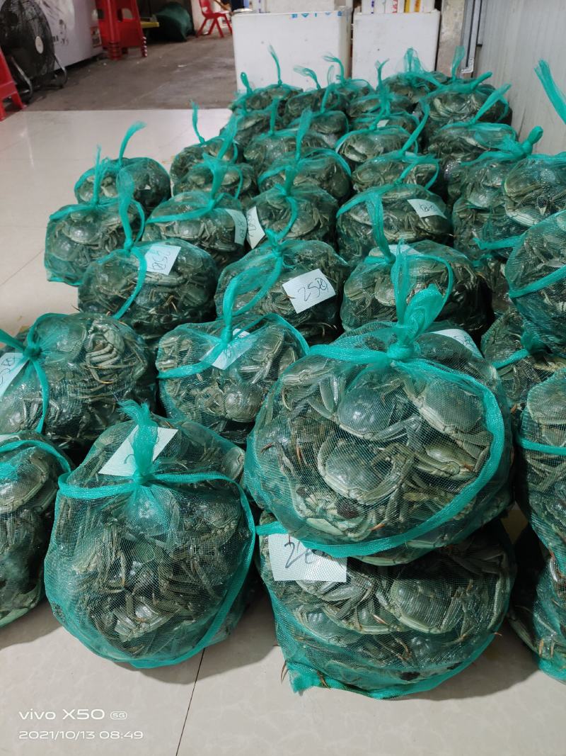 清水大闸蟹质量好成活率高