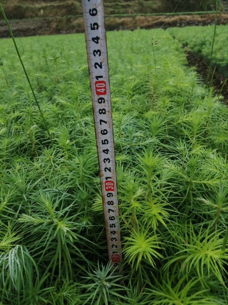 速生杉木苗优质杉树苗刺杉苗一手货源自产自销欢迎考察