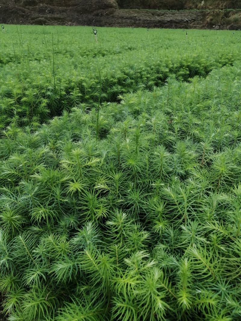 速生杉木苗优质杉树苗刺杉苗一手货源自产自销欢迎考察
