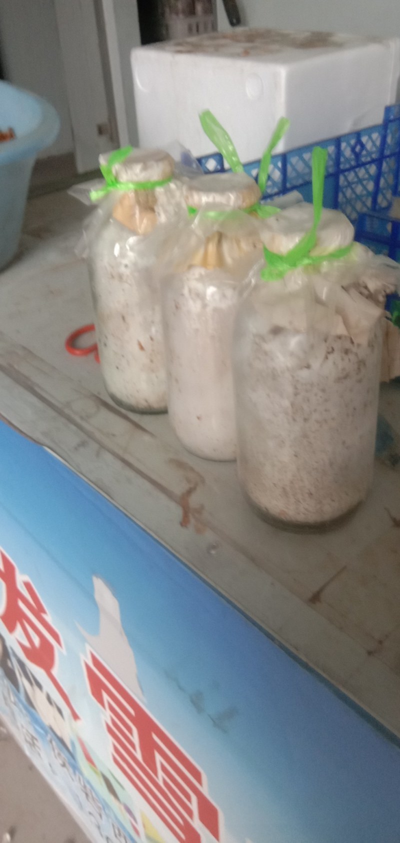 出售平菇菌种，优质的产品，低廉的价格，让你致富更轻松