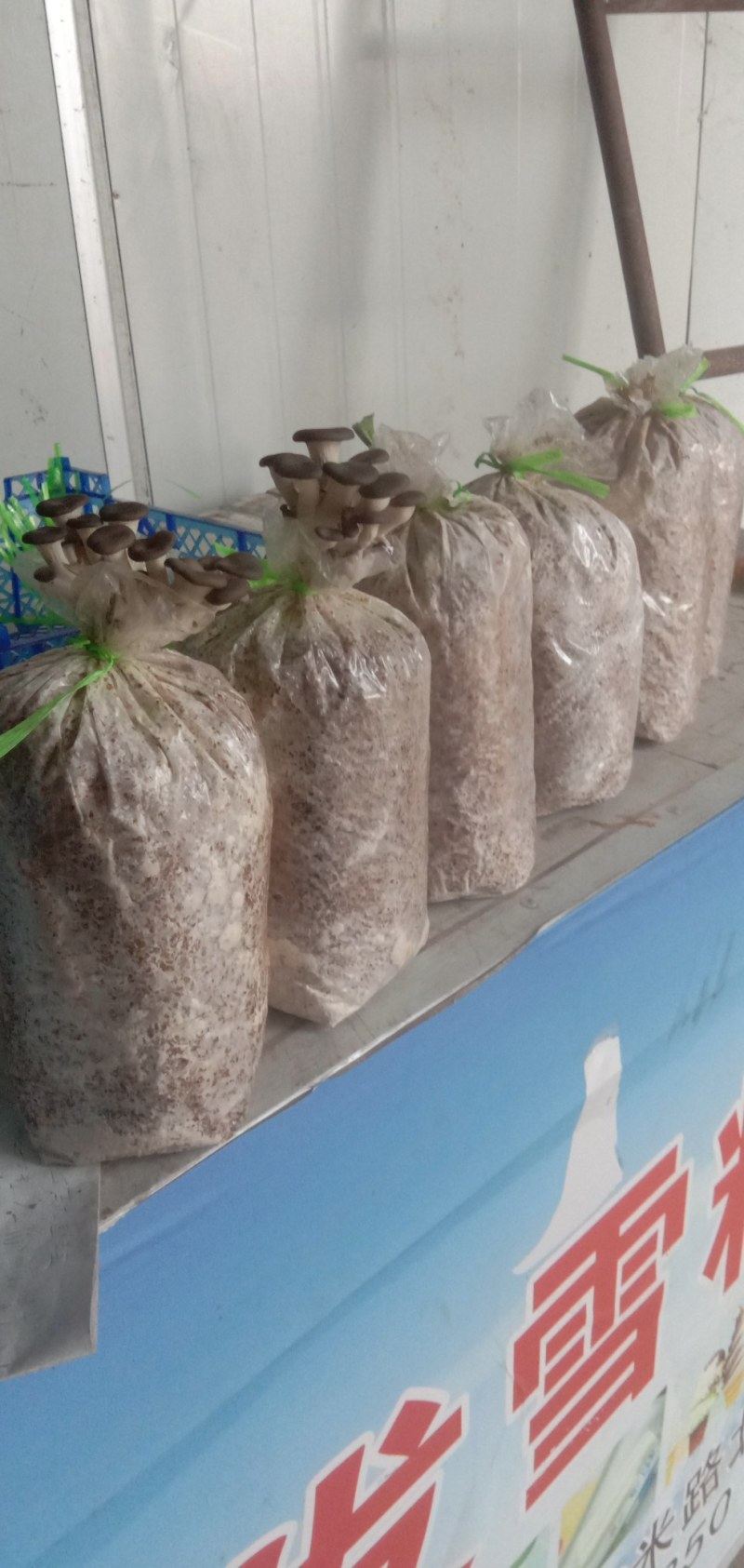 出售平菇菌种，优质的产品，低廉的价格，让你致富更轻松