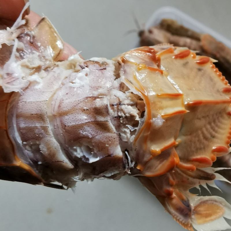 皮皮虾渤海特产虾蛄虾爬子鲜活爬虾煮熟新鲜琵琶虾