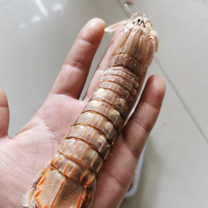 皮皮虾渤海特产虾蛄虾爬子鲜活爬虾煮熟新鲜琵琶虾