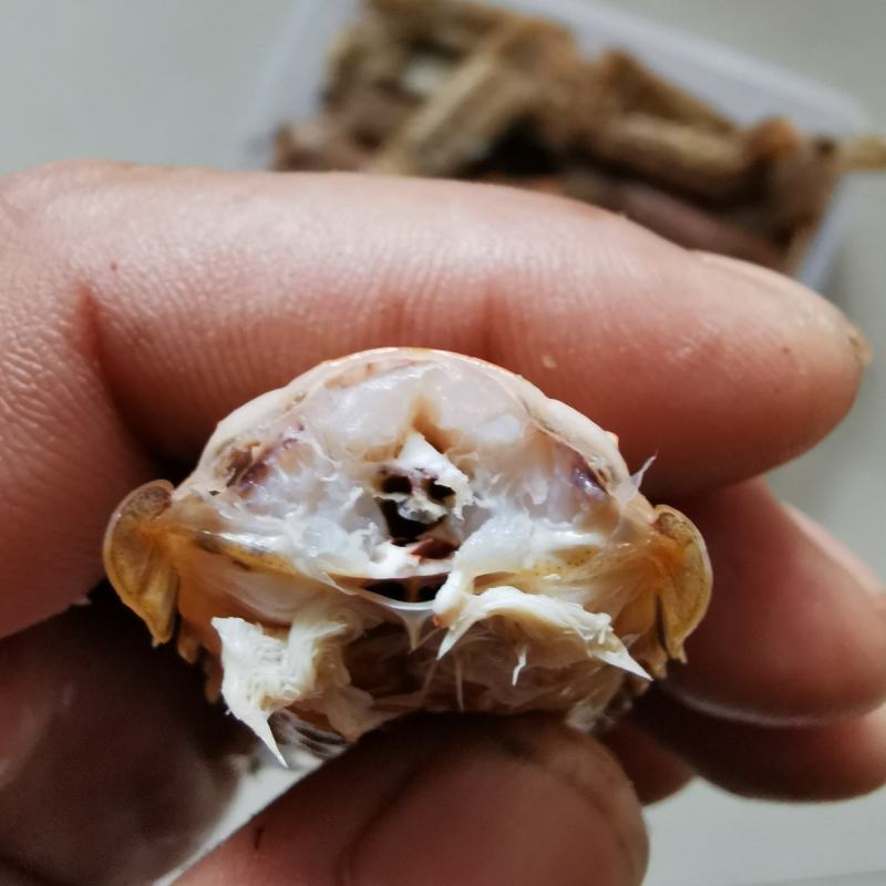 皮皮虾渤海特产虾蛄虾爬子鲜活爬虾煮熟新鲜琵琶虾