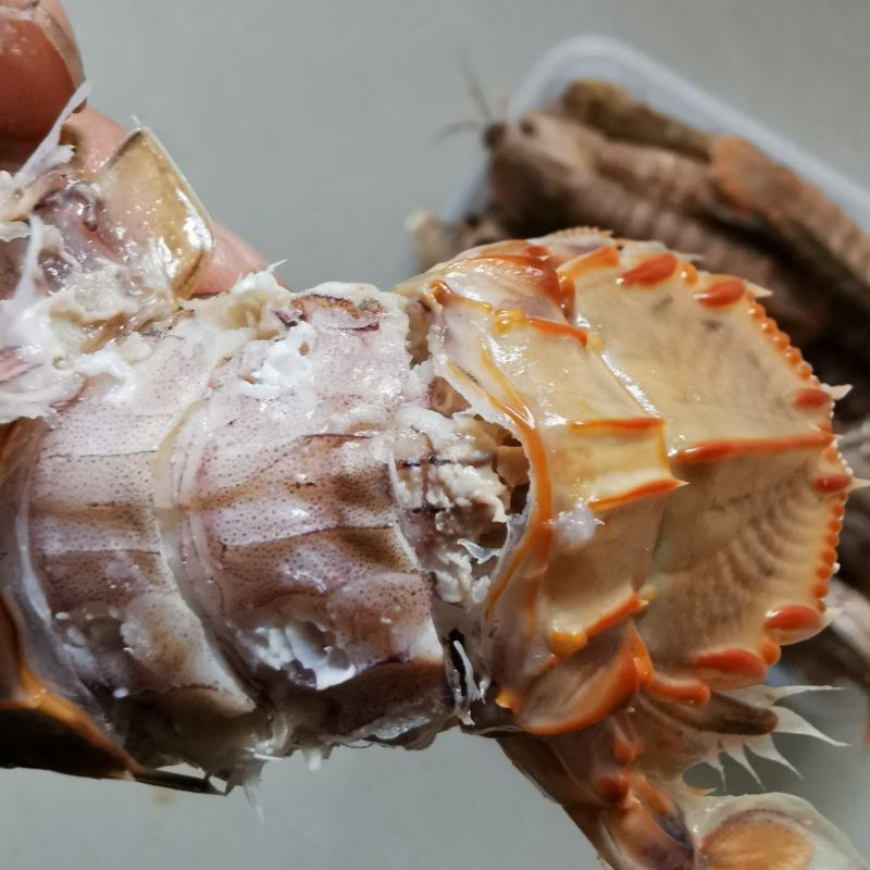 皮皮虾渤海特产虾蛄虾爬子鲜活爬虾煮熟新鲜琵琶虾