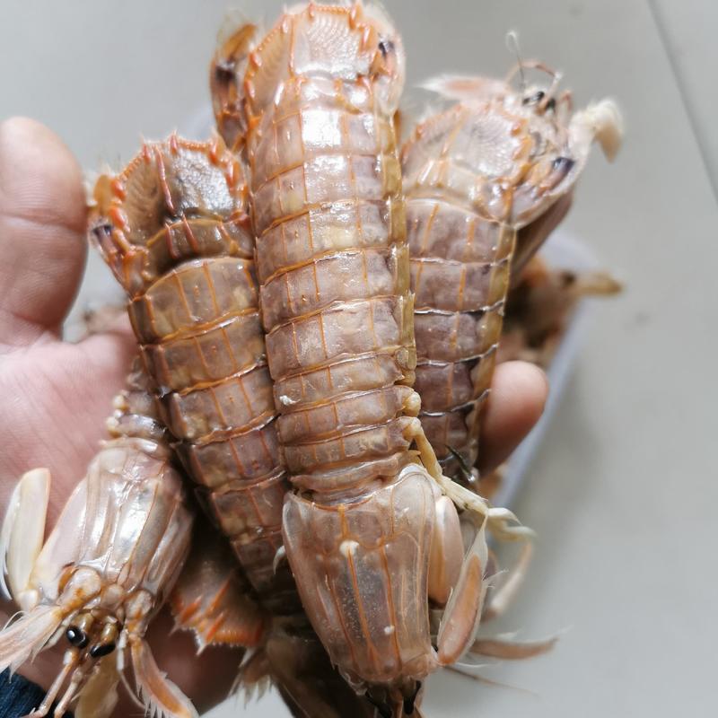 【渤海】熟皮皮虾虾蛄虾爬子爬虾不泡水20斤