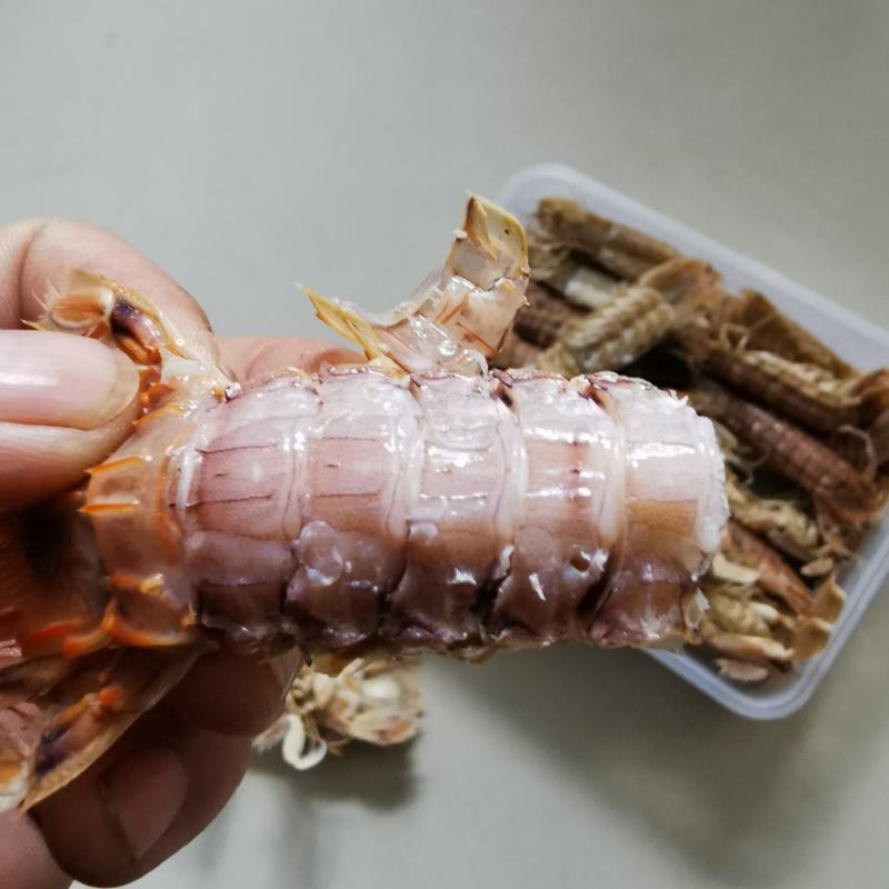 皮皮虾渤海特产虾蛄虾爬子鲜活爬虾煮熟新鲜琵琶虾