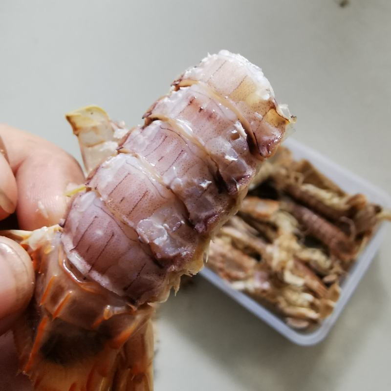 皮皮虾渤海特产虾蛄虾爬子鲜活爬虾煮熟新鲜琵琶虾