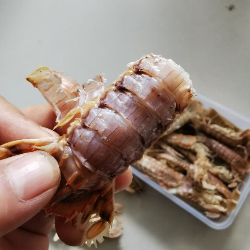 皮皮虾渤海特产虾蛄虾爬子鲜活爬虾煮熟新鲜琵琶虾