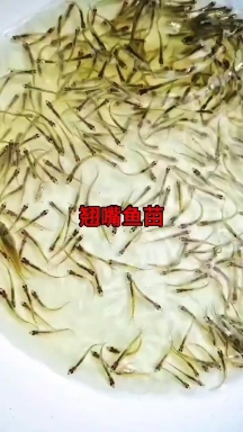 翘嘴白鱼苗淡水白鱼、水产/翘嘴鲌鱼(壳)保证质量
