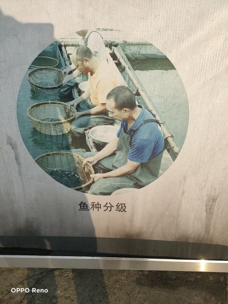 翘嘴白鱼苗淡水白鱼、水产/翘嘴鲌鱼(壳)保证质量