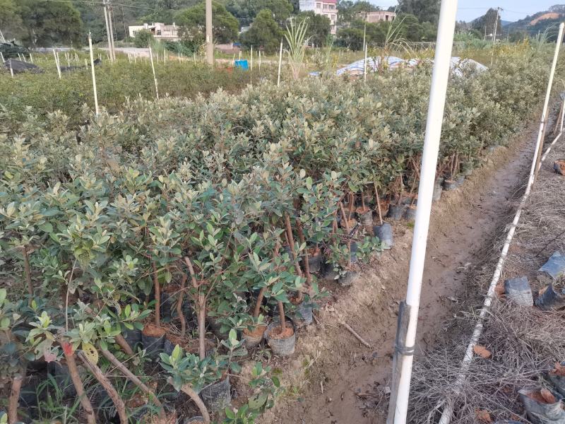 桃金娘苗捻子大小苗都有山捻子树苗次年结果高产量