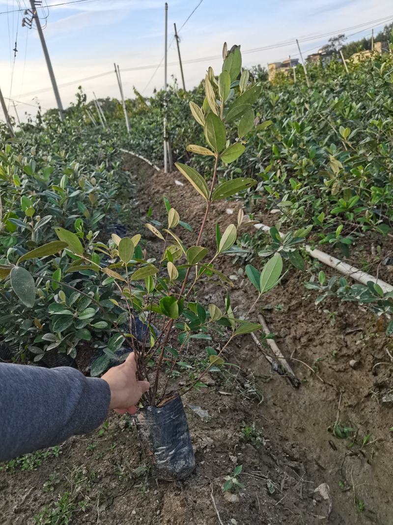 桃金娘苗捻子大小苗都有山捻子树苗次年结果高产量