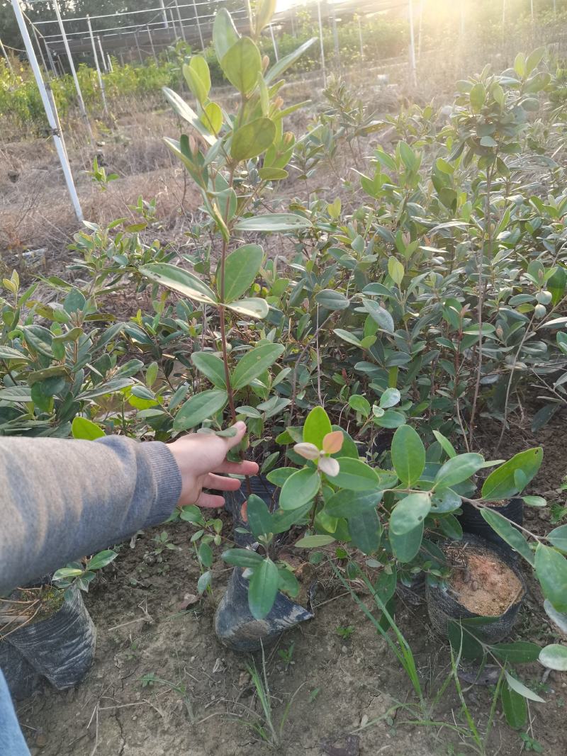 桃金娘苗捻子大小苗都有山捻子树苗次年结果高产量