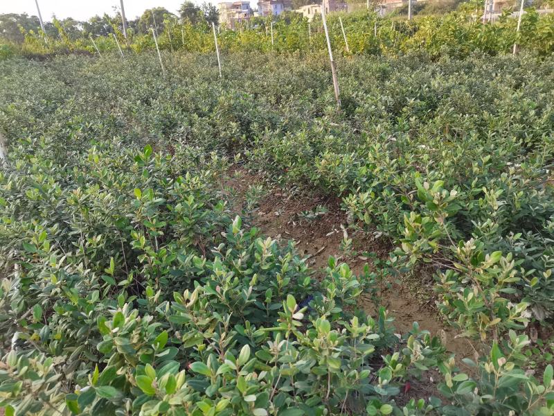 桃金娘苗捻子大小苗都有山捻子树苗次年结果高产量