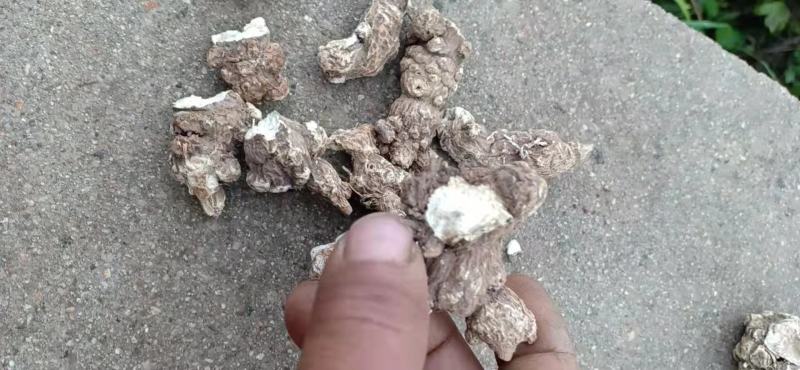 关苍术白茬子干货通货货好品质好