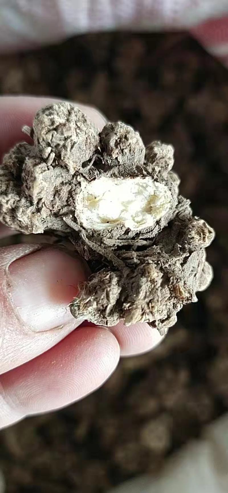 关苍术白茬子干货通货货好品质好