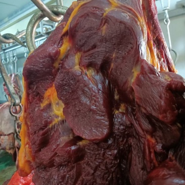 屠宰场直供扒皮马肉，精修去油后发货