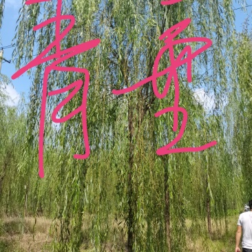 精品青皮垂柳金丝产地截杆发冒江苏柳树基地批发行道树大垂柳