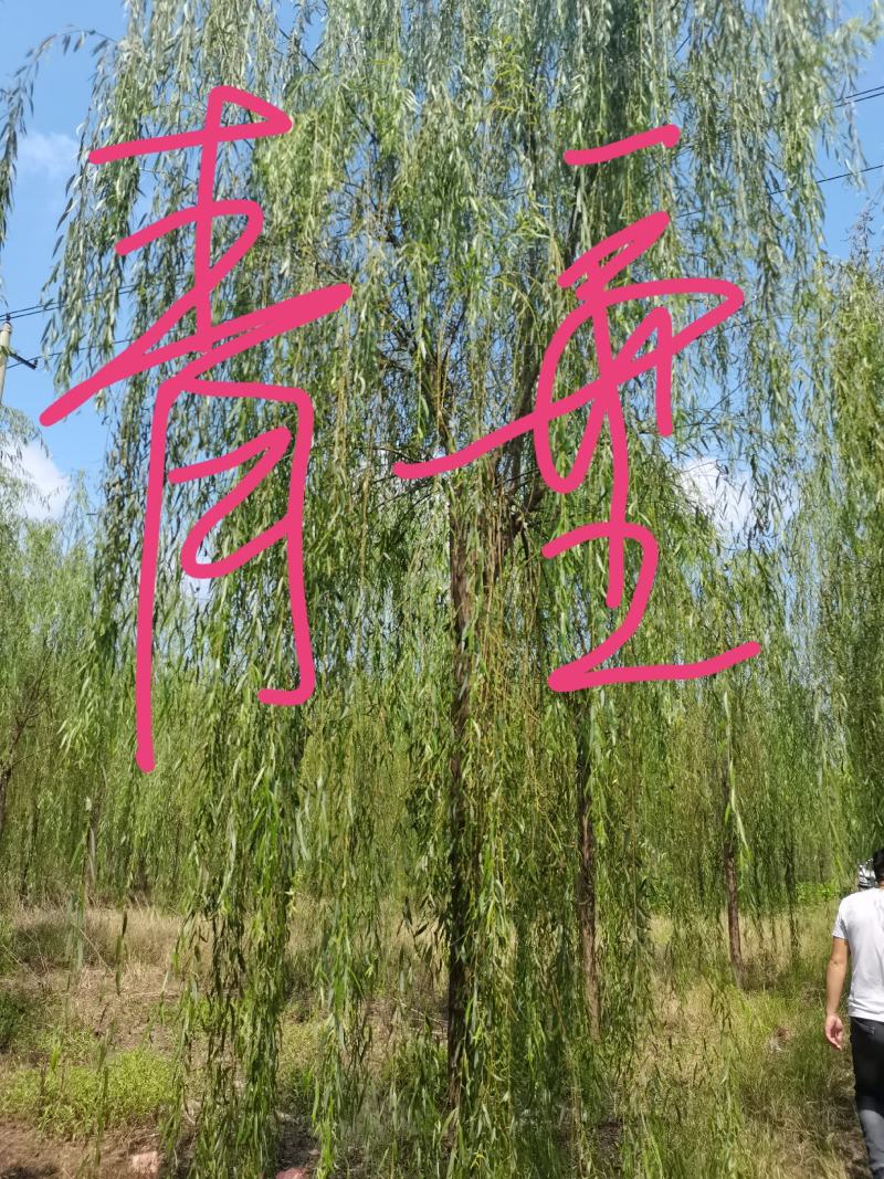 精品青皮垂柳金丝产地截杆发冒江苏柳树基地批发行道树大垂柳