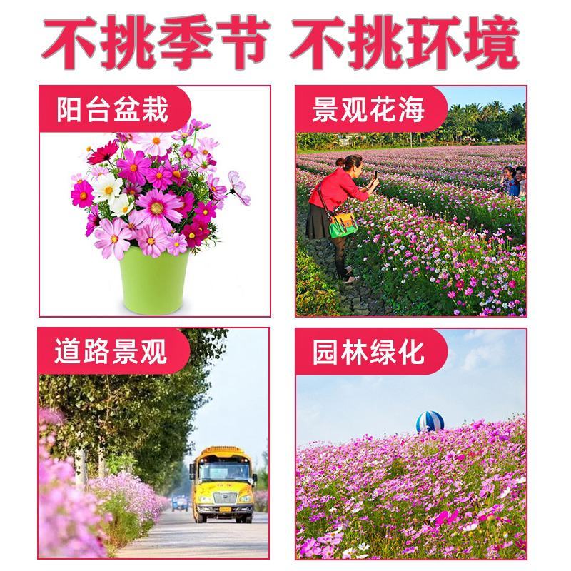 波斯菊花种子格桑花种籽子七彩四季开花易活花籽庭院室外花种