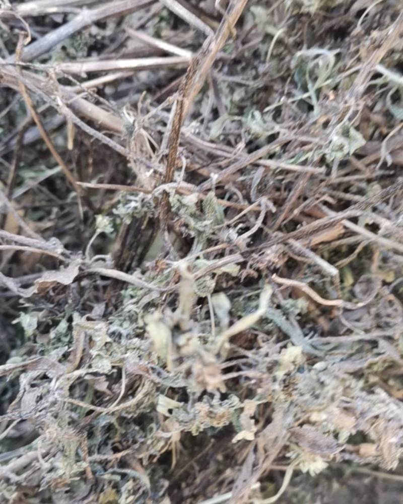 供应旱莲草，墨旱莲，旱莲草个子，机压包，统货